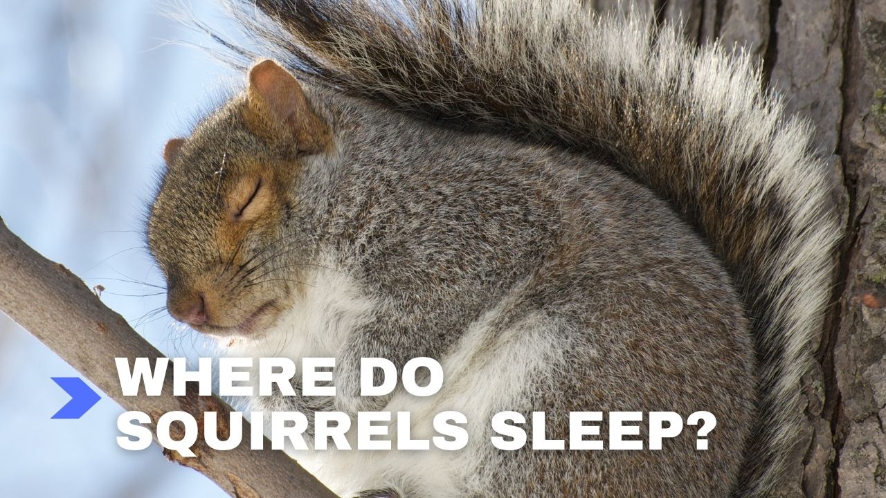 Where do squirrels sleep featured image from Dad Answers All